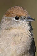 Eurasian Blackcap