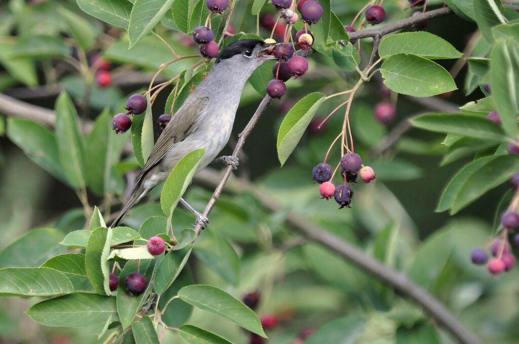 Eurasian Blackcap male adult, feeding habits