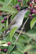 Eurasian Blackcap