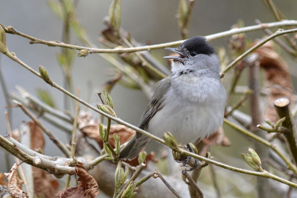 Eurasian Blackcap male adult