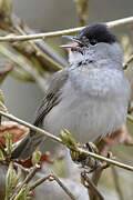 Eurasian Blackcap