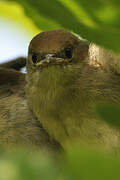 Eurasian Blackcap