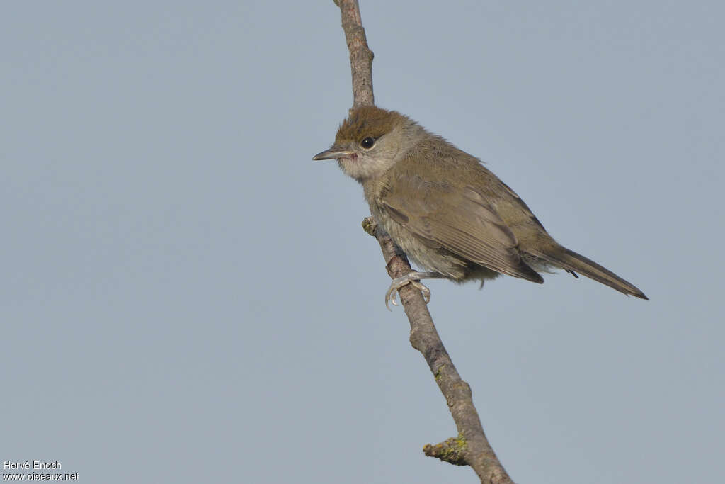 Fauvette à tête noirejuvénile, identification