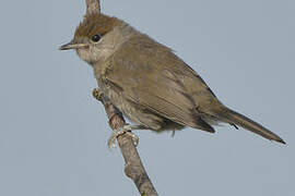 Eurasian Blackcap