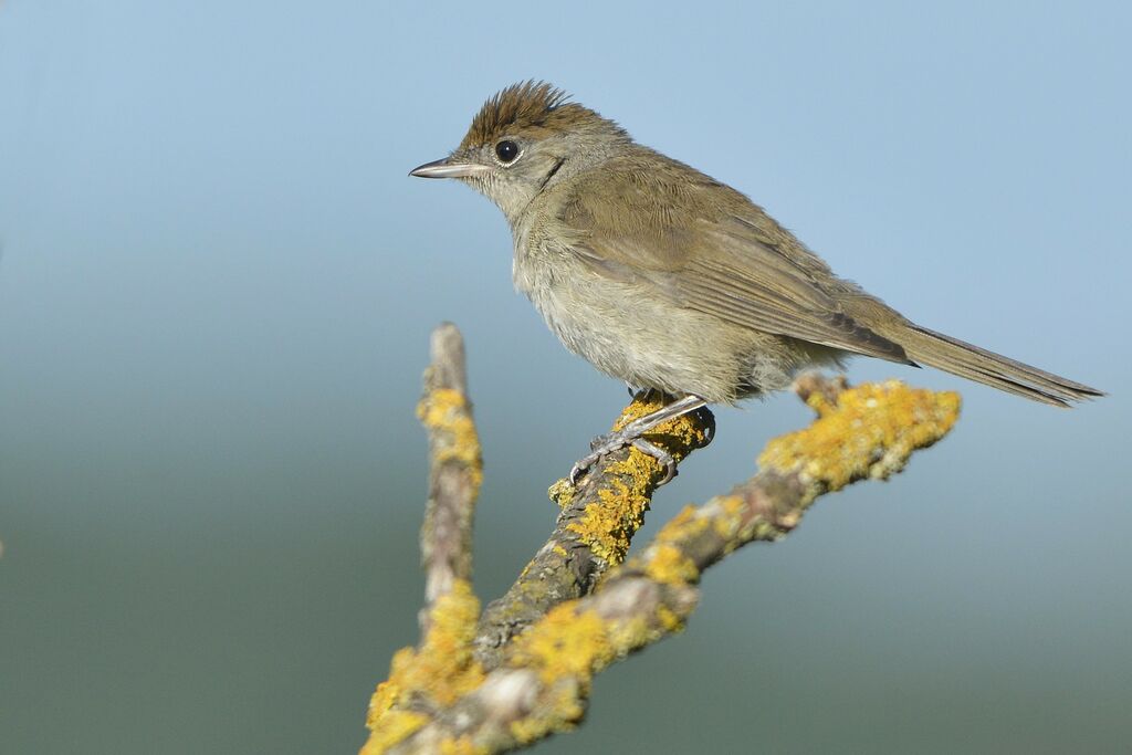 Eurasian Blackcap female adult