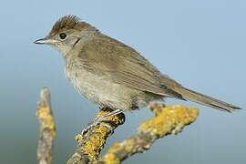 Eurasian Blackcap