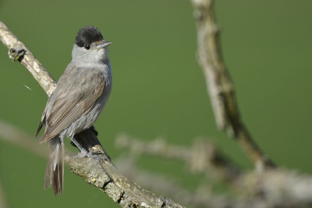 Eurasian Blackcap male adult, identification