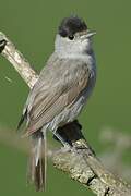 Eurasian Blackcap