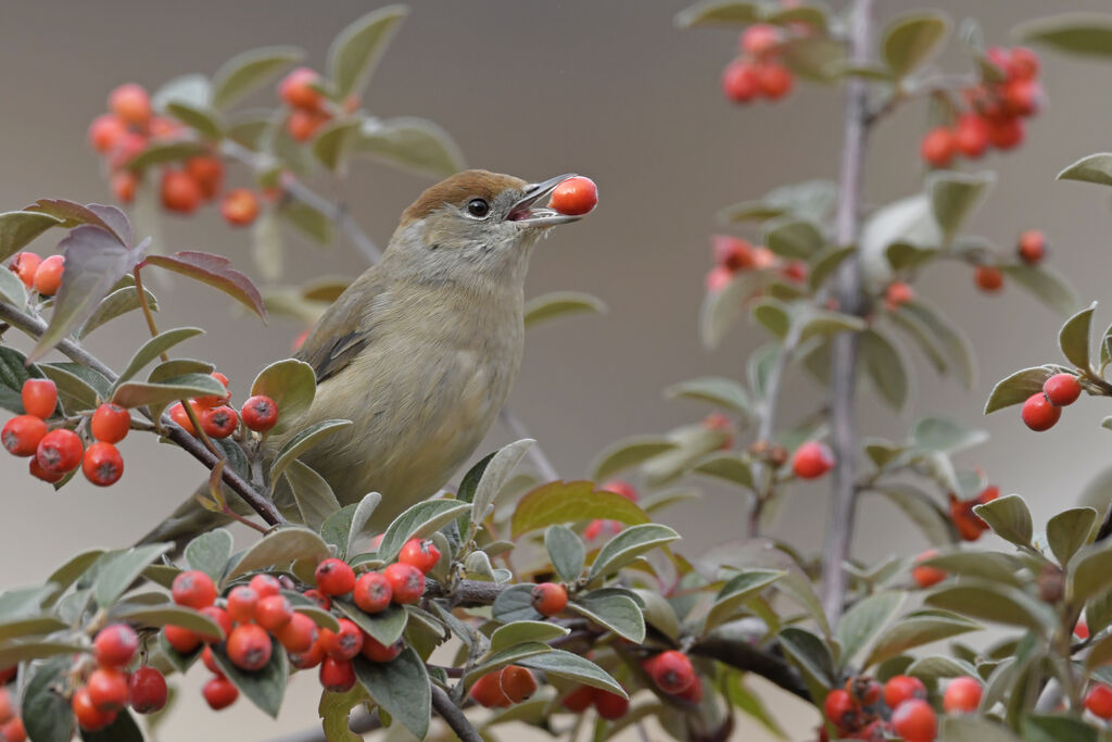 Eurasian Blackcap female adult, identification, feeding habits