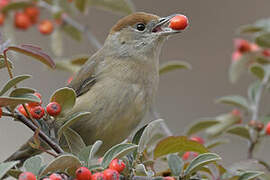 Eurasian Blackcap