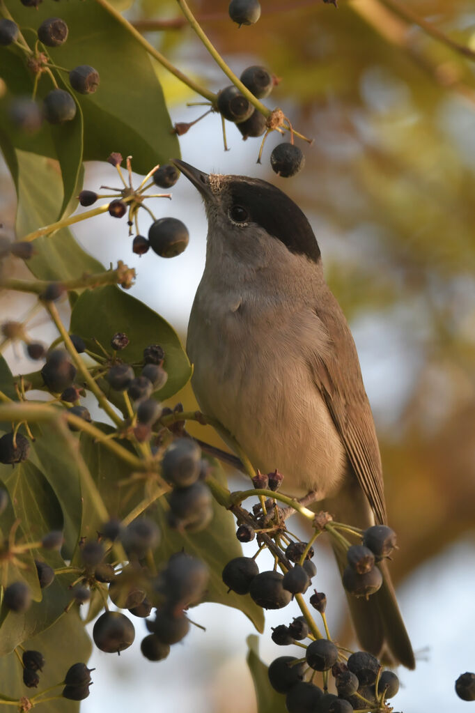 Eurasian Blackcap male adult, identification, feeding habits