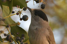 Eurasian Blackcap