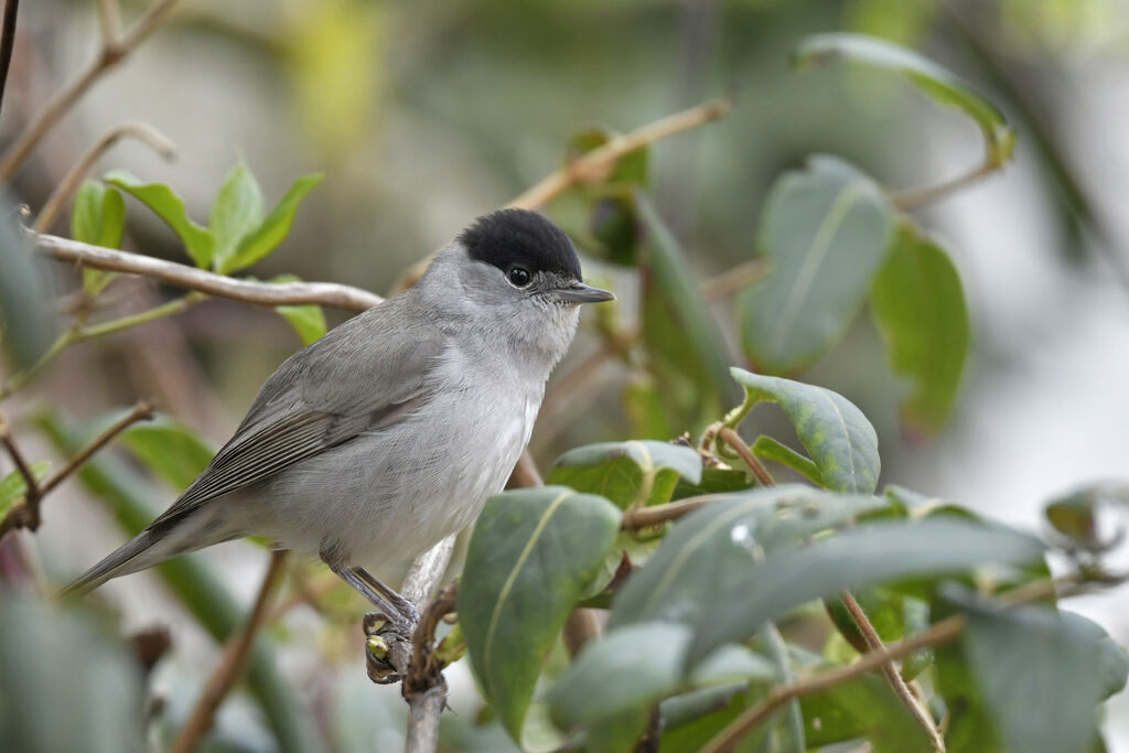 Eurasian Blackcap male adult, identification