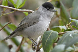 Eurasian Blackcap