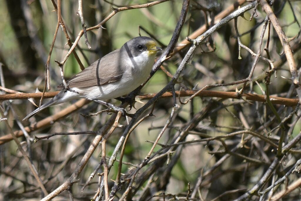 Lesser Whitethroat