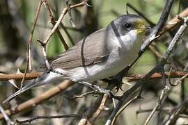 Lesser Whitethroat