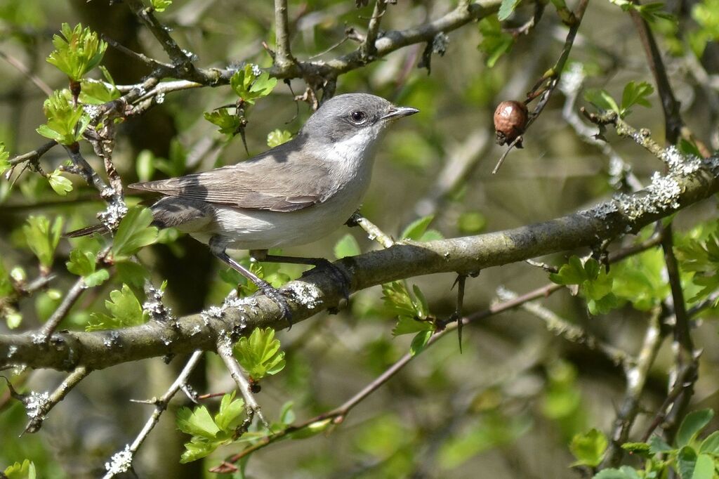 Lesser Whitethroat