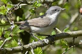 Lesser Whitethroat