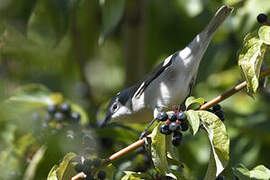 Lesser Whitethroat