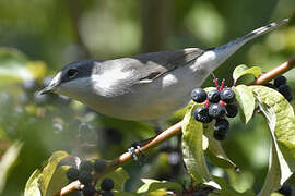 Lesser Whitethroat