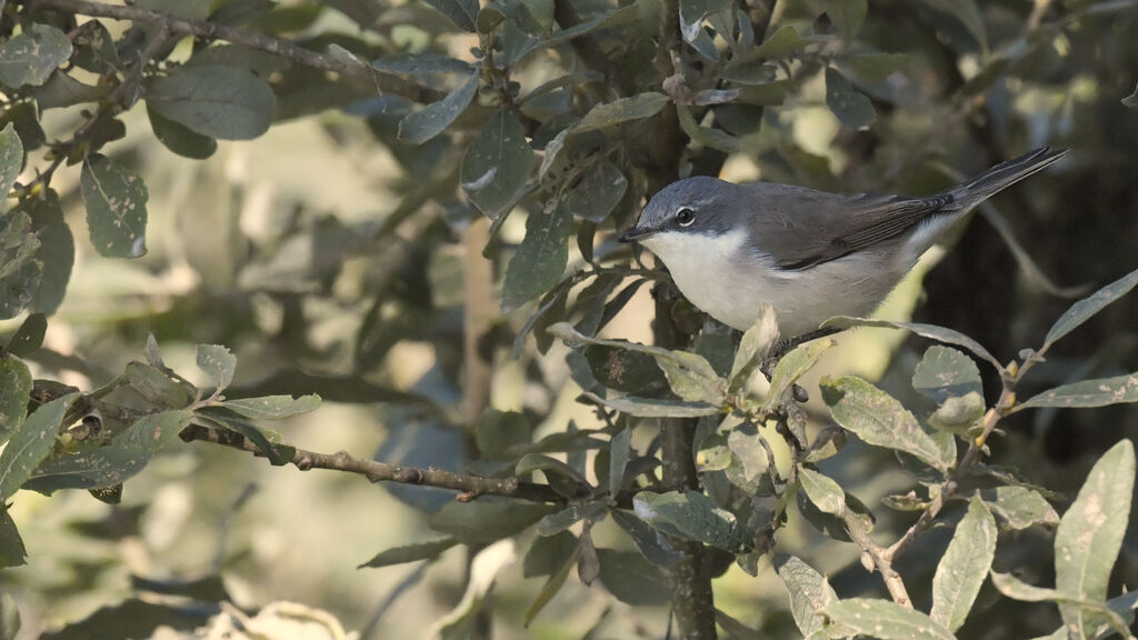 Lesser Whitethroatadult, identification