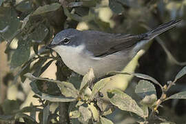 Lesser Whitethroat