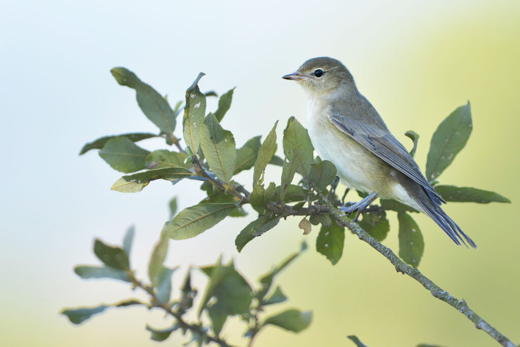 Garden Warbler, identification