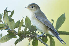 Garden Warbler