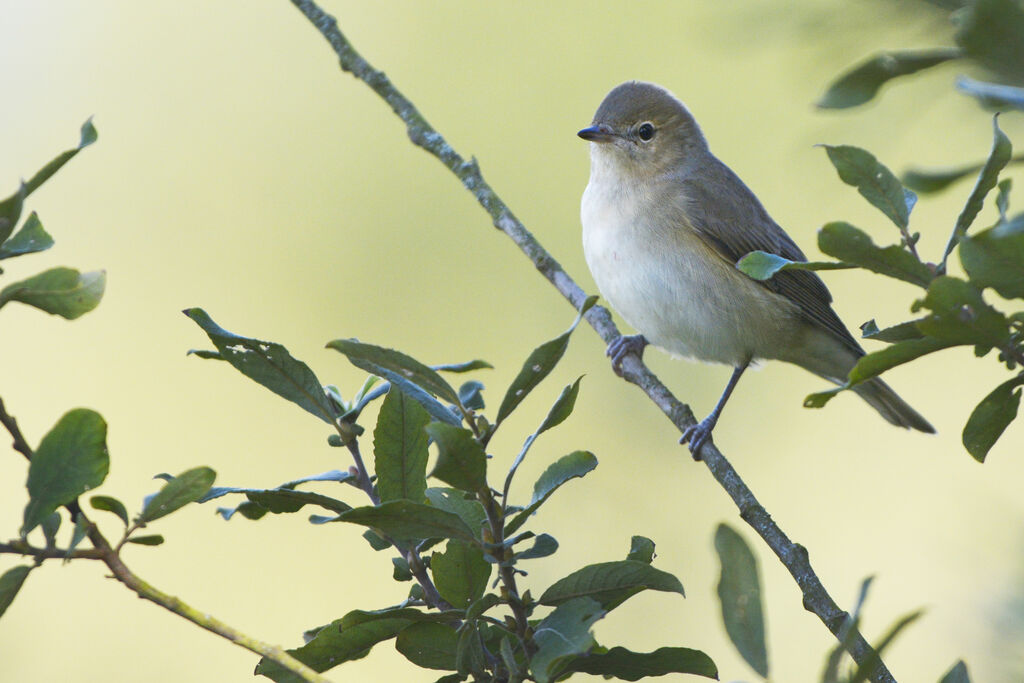 Garden Warbler, identification