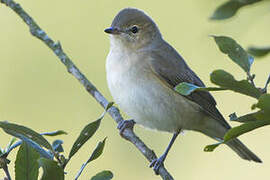 Garden Warbler