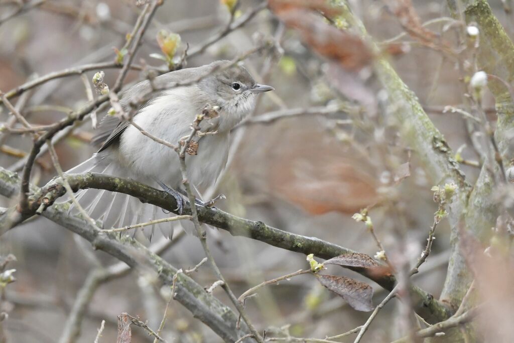 Garden Warbler, identification