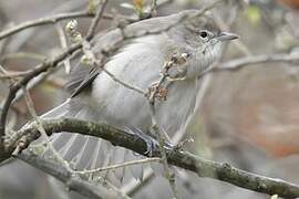 Garden Warbler