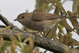 Garden Warbler