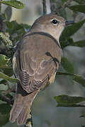 Garden Warbler