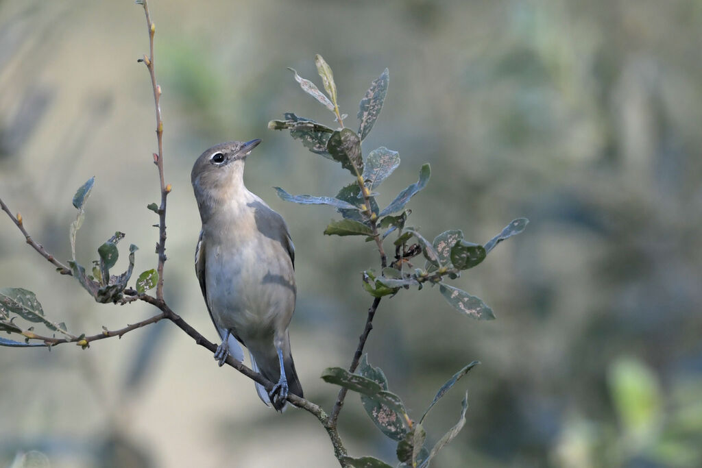 Garden Warbleradult, identification