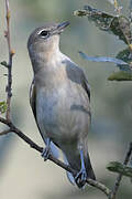 Garden Warbler