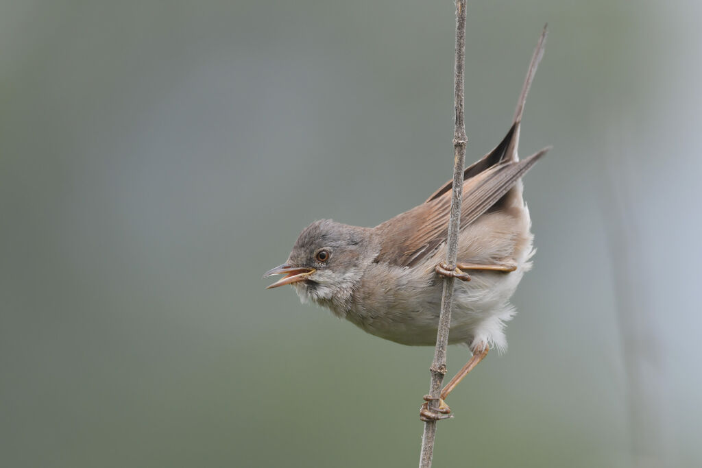 Fauvette grisette mâle adulte, identification