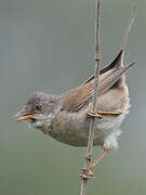 Common Whitethroat