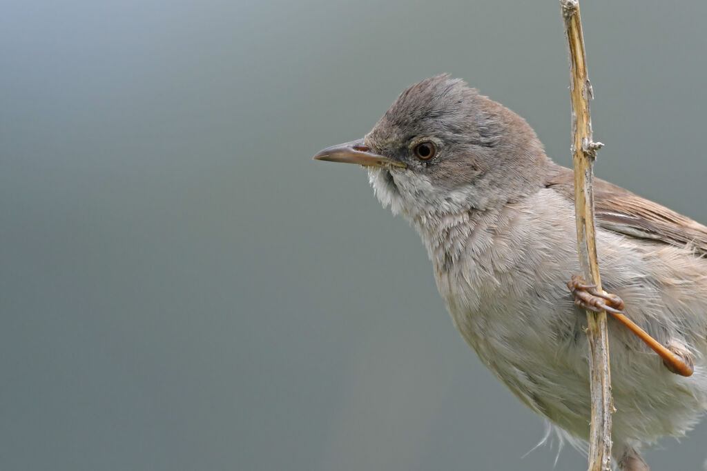 Common Whitethroat male adult, close-up portrait