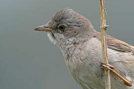 Common Whitethroat