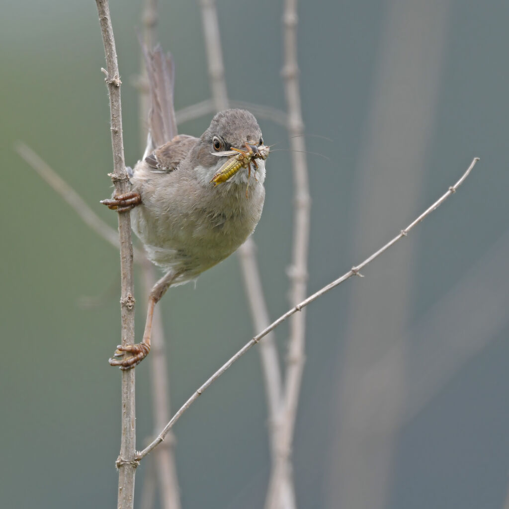 Common Whitethroatadult, feeding habits, Behaviour