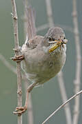 Common Whitethroat