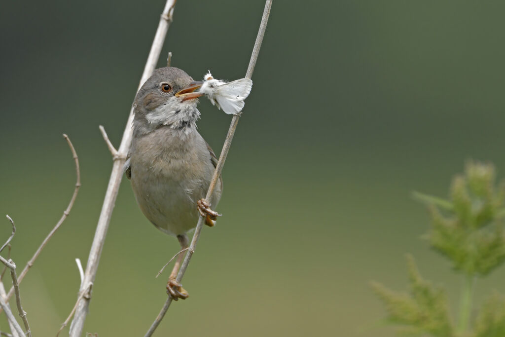 Common Whitethroat female adult breeding, feeding habits