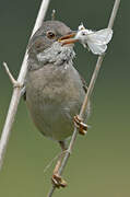 Common Whitethroat