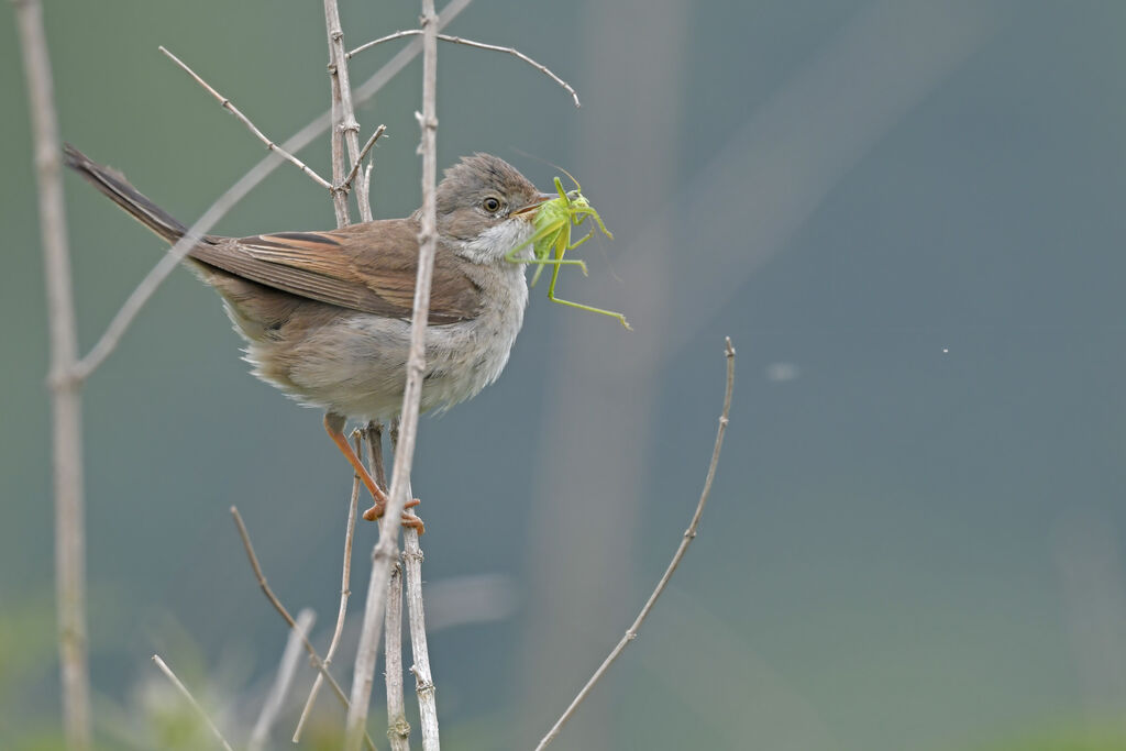 Common Whitethroatadult, feeding habits