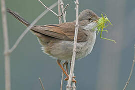 Common Whitethroat