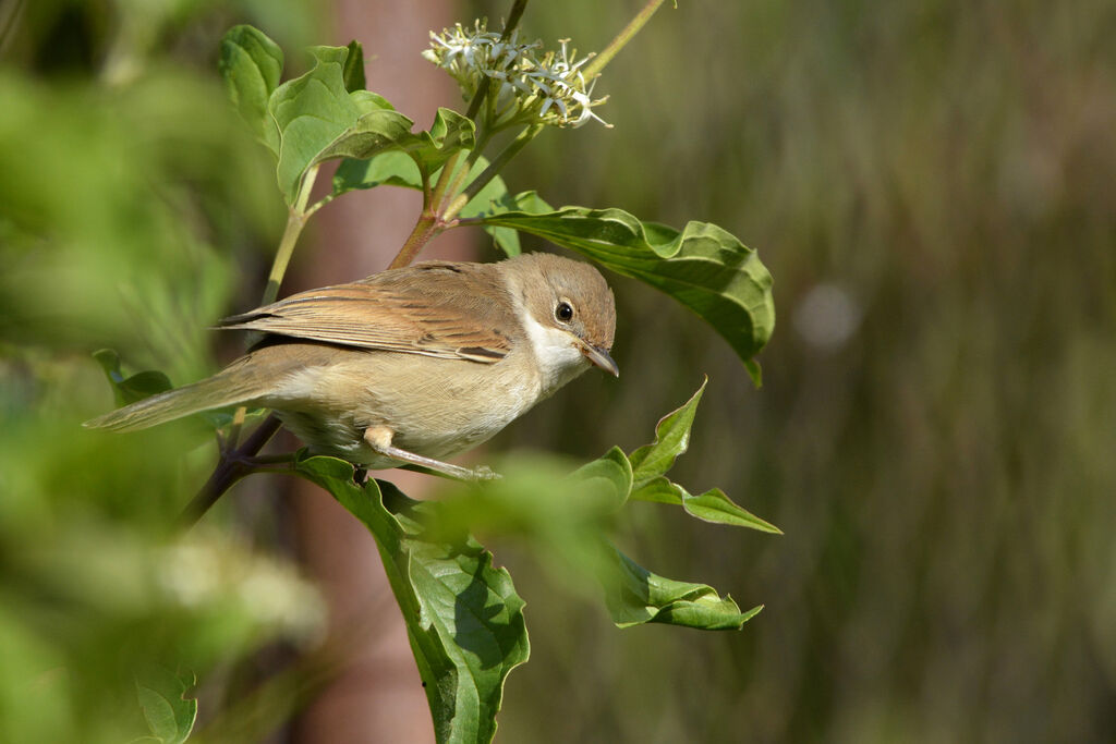 Common Whitethroat