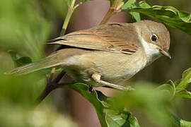 Common Whitethroat