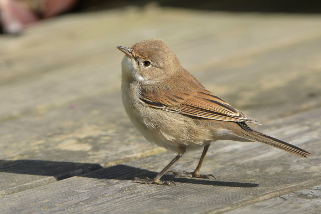 Common Whitethroat