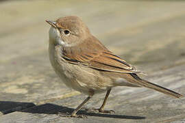 Common Whitethroat